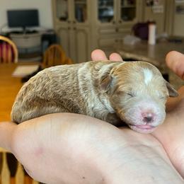 Manny - Apricot male Goldendoodle puppy in Sugar City, Idaho from Idaho Sugar Doodle Pups