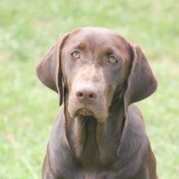River - Labrador Retriever