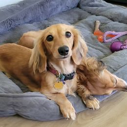 Dakota - Dachshund