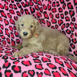 Alex - Cream male Goldendoodle puppy in Georgetown, Tennessee from Georgetown Designer & Purebred Puppies