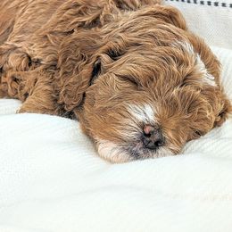 Goldendoodle Puppies from Rosie Doodles AZ