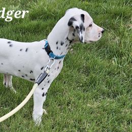 Dodger - White and black Dalmatian puppy in Livonia, Missouri from Buttonridge Dalmatians