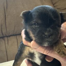 Puppy 4 - Black and tan male Yorkshire Terrier puppy in Elizabeth, Indiana from Dwayne’s Yorkshire Terriers