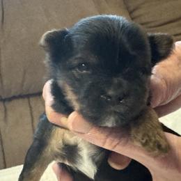 Puppy 4 - Black and tan male Yorkshire Terrier puppy in Elizabeth, Indiana from Dwayne’s Yorkshire Terriers