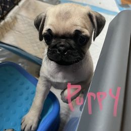 Pug Puppies from 901 Pugs
