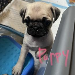 Pug Puppies from 901 Pugs