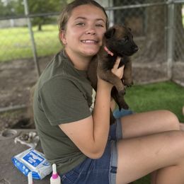 Belgian Malinois Puppies from Blue Shield Malinois