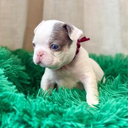 Maroon girl - Blue female French Bulldog puppy in Jefferson City, Missouri from Central Frenchie Haven