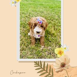 Cavapoo, Cockapoo, Goldendoodle, and Maltipoo Puppies from Perdue Puppies