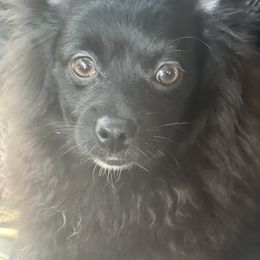 Shadow - Black Pomeranian puppy in Brentwood, California from Royalpawpoms