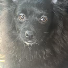 Shadow - Black Pomeranian puppy in Brentwood, California from Royalpawpoms