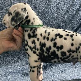 Boy 1 - White and black male Dalmatian puppy in Hagerstown, Maryland from Stagecoach Dalmatians