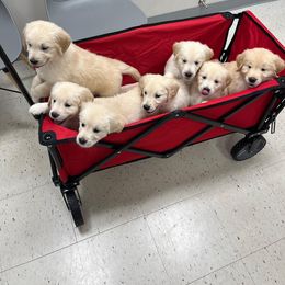 Golden Retriever Puppies from Mia Ragazza Golden Retrievers