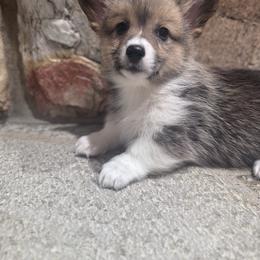 Fern - Sable female Pembroke Welsh Corgi puppy in Elberta, Utah from 3F Farms- Pembroke Welsh Corgis and Irish Wolfhounds