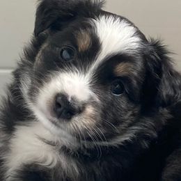 Miniature Australian Shepherd Puppies from Blue Skye's Miniature Australian Shepherds