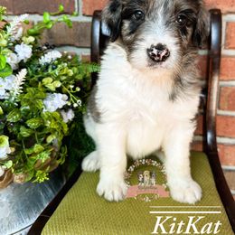 Aussiedoodle Puppies from Ridgeline Doodles