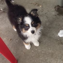 Toy Australian Shepherd Puppies from Butte-E-Ful aussies
