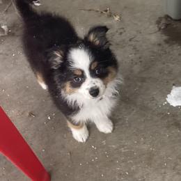 Toy Australian Shepherd Puppies from Butte-E-Ful aussies