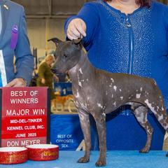 Next - American Hairless Terrier