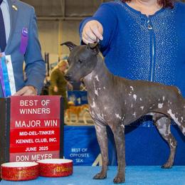 Next - American Hairless Terrier