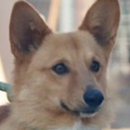 El Chappo - Pembroke Welsh Corgi