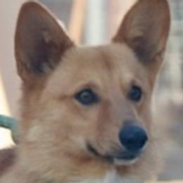 El Chappo - Pembroke Welsh Corgi