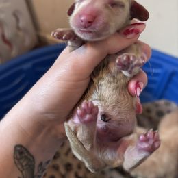 Boy 1 - Cream male Dachshund puppy in Cottonwood, Arizona from JuniperWood Dachshunds