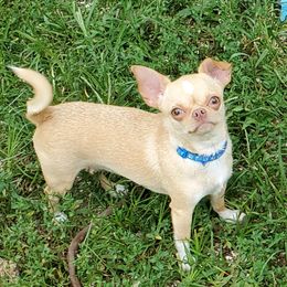 Kiki - Chihuahua