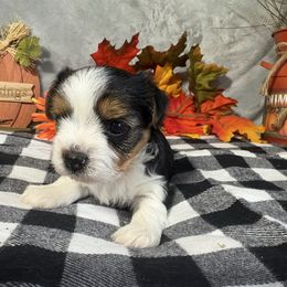 Sadie - Black tan and white female Biewer Terrier puppy in Crossville, Tennessee from Little Bear Creek Biewers