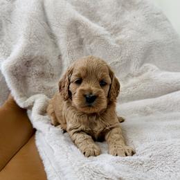 Dixie - Red female Cockapoo puppy in Lucas, Ohio from Willow Lane Puppy