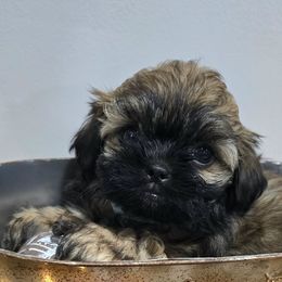 Waddles - Health tested parents - male Mal-Shi puppy in Greenville, North Carolina from Amanda's Sugar Sweet Puppies