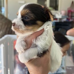 Yorkshire Terrier Puppies from pupstatenewyorkies