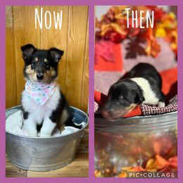 Collie and Yorkshire Terrier Puppies from Jolly Collies & Kingdom Elite Yorkshire Terriers