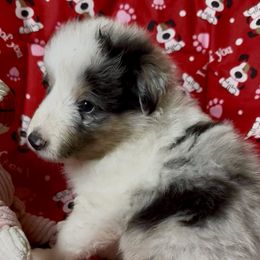 Zion - Blue merle white and tan male Shetland Sheepdog puppy in Idaho from Bellissimo Shelties