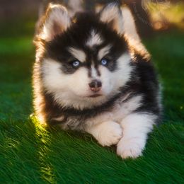 Pomsky Puppies from Southpaw Pomskies