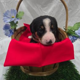 Chandler - Black white and tan male Entlebucher Mountain Dog puppy in New Cordell, Oklahoma from QH Entlebucher Kennel
