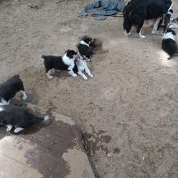 Girl 1 - Black white and tan Collie puppy in Michigan from Collie Hobbies
