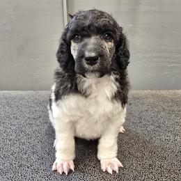 Love - Brindle female Poodle puppy in Patterson, California from Paterson Poodles