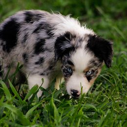 Australian Shepherd Puppies from Kenmont Kennels