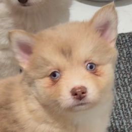 Rosie - Lavender female Pomsky puppy in Spring Hill, Florida from PDQ Pomskies