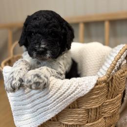 Colt - Parti male Goldendoodle puppy in Zeeland, Michigan from Dandelion Lane Doodles