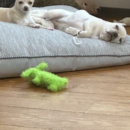 Boston Terrier and French Bulldog Puppies from Classic Boston Terriers and French Bulldogs