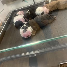 Bulldog Puppies from The Wrinkle Connection