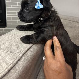 Black girl - Black and tan female Yorkshire Terrier puppy in Crandall, Texas from Dee’s pretty puppies
