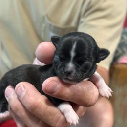 Lakitu - Black and white female Chihuahua puppy in Dime Box, Texas from Color Me Crazy Chihuahuas