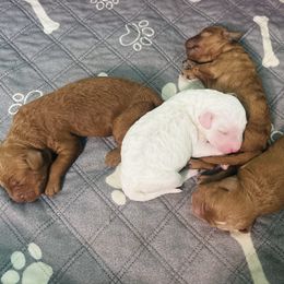 Goldendoodle puppies from Thompson Doodles