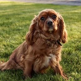 Sasha - Cavalier King Charles Spaniel