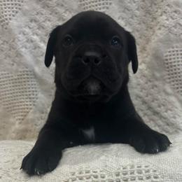 Chip (chocolate chip) - Black female Cane Corso puppy in Utah from 3Lake Kennelz