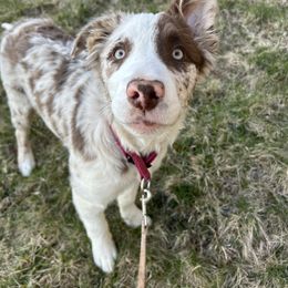 Rogue - Border Collie