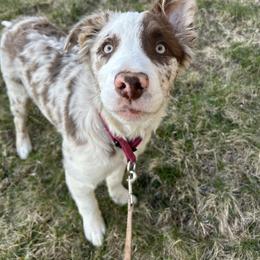 Rogue - Border Collie